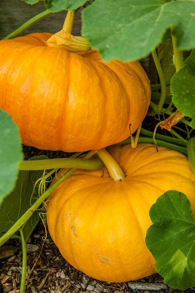 Horton, Janet 아티스트의 Issaquah-Washington State-USA Pumpkins ready to harvest작품입니다.